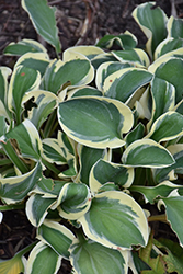 Mighty Mouse Hosta (Hosta 'Mighty Mouse') at Stonegate Gardens