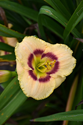 Baby Moon Cafe Daylily (Hemerocallis 'Baby Moon Cafe') at A Very Successful Garden Center