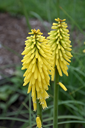 Gold Rush Torchlily (Kniphofia 'Gold Rush') at A Very Successful Garden Center