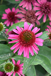 Delicious Candy Coneflower (Echinacea 'Delicious Candy') at Stonegate Gardens