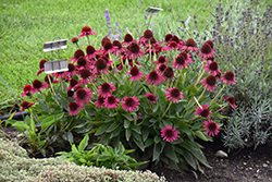 Delicious Candy Coneflower (Echinacea 'Delicious Candy') at A Very Successful Garden Center