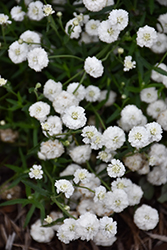 Peter Cottontail Yarrow (Achillea ptarmica 'Peter Cottontail') at The Mustard Seed