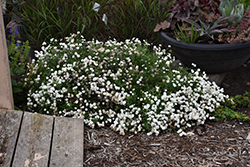Peter Cottontail Yarrow (Achillea ptarmica 'Peter Cottontail') at A Very Successful Garden Center
