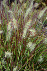 Burgundy Bunny Dwarf Fountain Grass (Pennisetum alopecuroides 'Burgundy Bunny') at Lakeshore Garden Centres