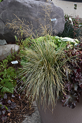 Northern Lights Tufted Hair Grass (Deschampsia cespitosa 'Northern Lights') at Stonegate Gardens