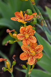 Freckle Face Blackberry Lily (Belamcanda chinensis 'Freckle Face') at Stonegate Gardens
