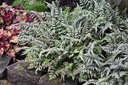 Japanese Painted Fern (Athyrium nipponicum 'Pictum') at Stonegate Gardens