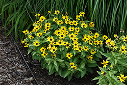 Sunburst False Sunflower (Heliopsis helianthoides 'Sunburst') at Lakeshore Garden Centres