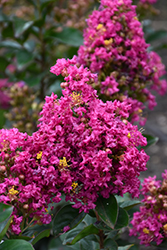 Barista Chai Berry Crapemyrtle (Lagerstroemia 'Chai Berry') at Stonegate Gardens