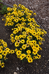 Tuscan Gold False Sunflower (Heliopsis helianthoides 'Inhelsodor') at Lakeshore Garden Centres