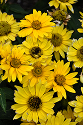 Tuscan Gold False Sunflower (Heliopsis helianthoides 'Inhelsodor') at Lakeshore Garden Centres