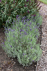 Sweet Romance Lavender (Lavandula angustifolia 'Kerlavangem') at Lakeshore Garden Centres