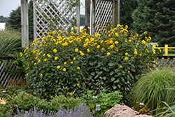 Sunshine Daydream Sunflower (Helianthus 'Sunshine Daydream') at Stonegate Gardens