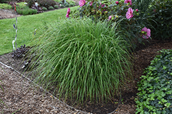 Desert Plains Fountain Grass (Pennisetum alopecuroides 'Desert Plains') at A Very Successful Garden Center