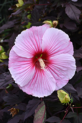 Starry Starry Night Hibiscus (Hibiscus 'Starry Starry Night') at Lakeshore Garden Centres