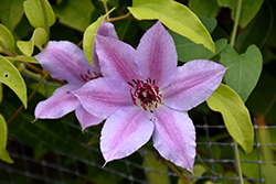 Fireworks Clematis (Clematis 'Fireworks') at Lakeshore Garden Centres