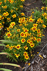 UpTick Gold and Bronze Tickseed (Coreopsis 'Baluptgonz') at A Very Successful Garden Center
