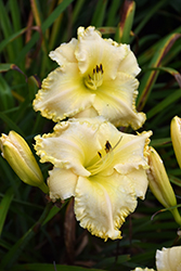 Marquee Moon Daylily (Hemerocallis 'Marquee Moon') at A Very Successful Garden Center