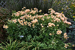 Inca Ice Alstroemeria (Alstroemeria 'Koice') at A Very Successful Garden Center