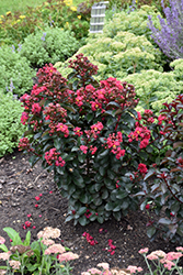 Cherry Mocha Crapemyrtle (Lagerstroemia 'Cherry Mocha') at A Very Successful Garden Center
