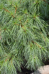 Niagara Falls Eastern White Pine (Pinus strobus 'Niagara Falls') at A Very Successful Garden Center