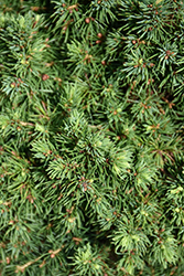 Elf Alberta Spruce (Picea glauca 'Elf') at A Very Successful Garden Center
