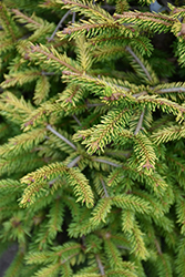 Firefly Golden Spruce (Picea orientalis 'Firefly') at Lakeshore Garden Centres