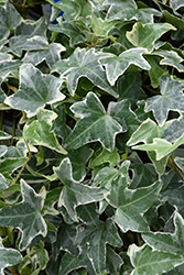 Anne Marie Ivy (Hedera helix 'Anne Marie') at A Very Successful Garden Center