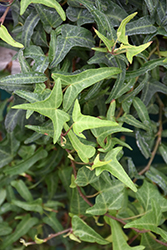 Needlepoint English Ivy (Hedera helix 'Needlepoint') at Lakeshore Garden Centres
