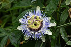 Blue Bahama Passion Flower (Passiflora caerulea 'Blue Bahama') at A Very Successful Garden Center