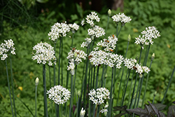 Garlic Chives (Allium tuberosum) at A Very Successful Garden Center