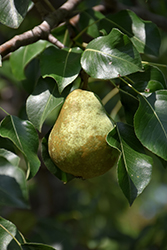 Starking Delicious Pear (Pyrus 'Maxine') at Lakeshore Garden Centres