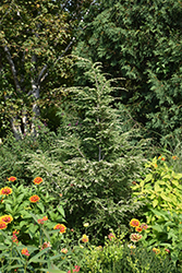 Gentsch White Hemlock (Tsuga canadensis 'Gentsch White') at A Very Successful Garden Center