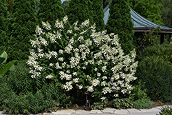 Floribunda Hydrangea (Hydrangea paniculata 'Floribunda') at A Very Successful Garden Center