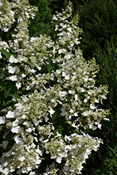 Floribunda Hydrangea (Hydrangea paniculata 'Floribunda') at Lakeshore Garden Centres