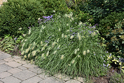 Feathertop Grass (Pennisetum villosum) at A Very Successful Garden Center