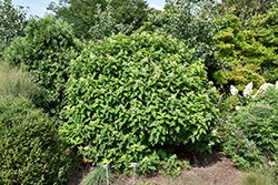 Mega Pearl Hydrangea (Hydrangea paniculata 'Mega Pearl') at Stonegate Gardens