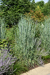 Skywalker Indian Grass (Sorghastrum nutans 'Skywalker') at A Very Successful Garden Center