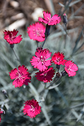 Wicked Witch Pinks (Dianthus gratianopolitanus 'Wicked Witch') at Stonegate Gardens