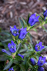 True Blue Gentian (Gentiana 'True Blue') at A Very Successful Garden Center
