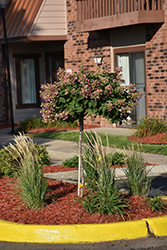 Quick Fire Hydrangea (tree form) (Hydrangea paniculata 'Bulk') at A Very Successful Garden Center