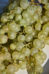 Prosecco Grape (Vitis 'Prosecco') at Lakeshore Garden Centres