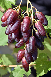 Witch Finger Grape (Vitis 'Witch Finger') at A Very Successful Garden Center