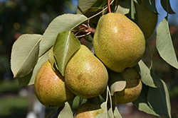 Luscious Pear (Pyrus communis 'Luscious') at Stonegate Gardens