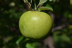 Northwest Greening Apple (Malus 'Northwest Greening') at A Very Successful Garden Center