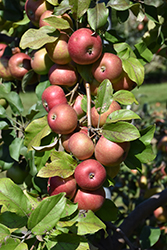 Keepsake Apple (Malus 'Keepsake') at A Very Successful Garden Center