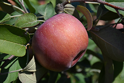 SnowSweet Apple (Malus 'Wildung') at A Very Successful Garden Center