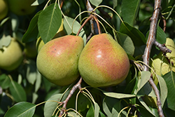 Parker Pear (Pyrus 'Parker') at Schulte's Greenhouse & Nursery