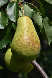 Patten Pear (Pyrus 'Patten') at A Very Successful Garden Center