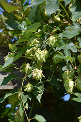 Hops (Humulus lupulus) at A Very Successful Garden Center